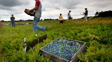 Muchos de los trabajadores agrícolas que llevan años en EE.UU. son indocumentados.