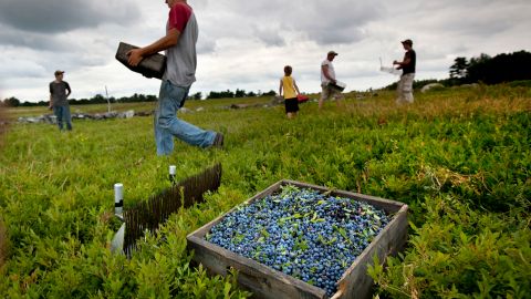 Muchos de los trabajadores agrícolas que llevan años en EE.UU. son indocumentados.