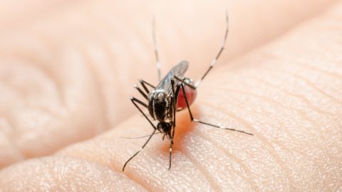 New York rociará pesticidas para prevenir enfremedades transmitidas por mosquitos